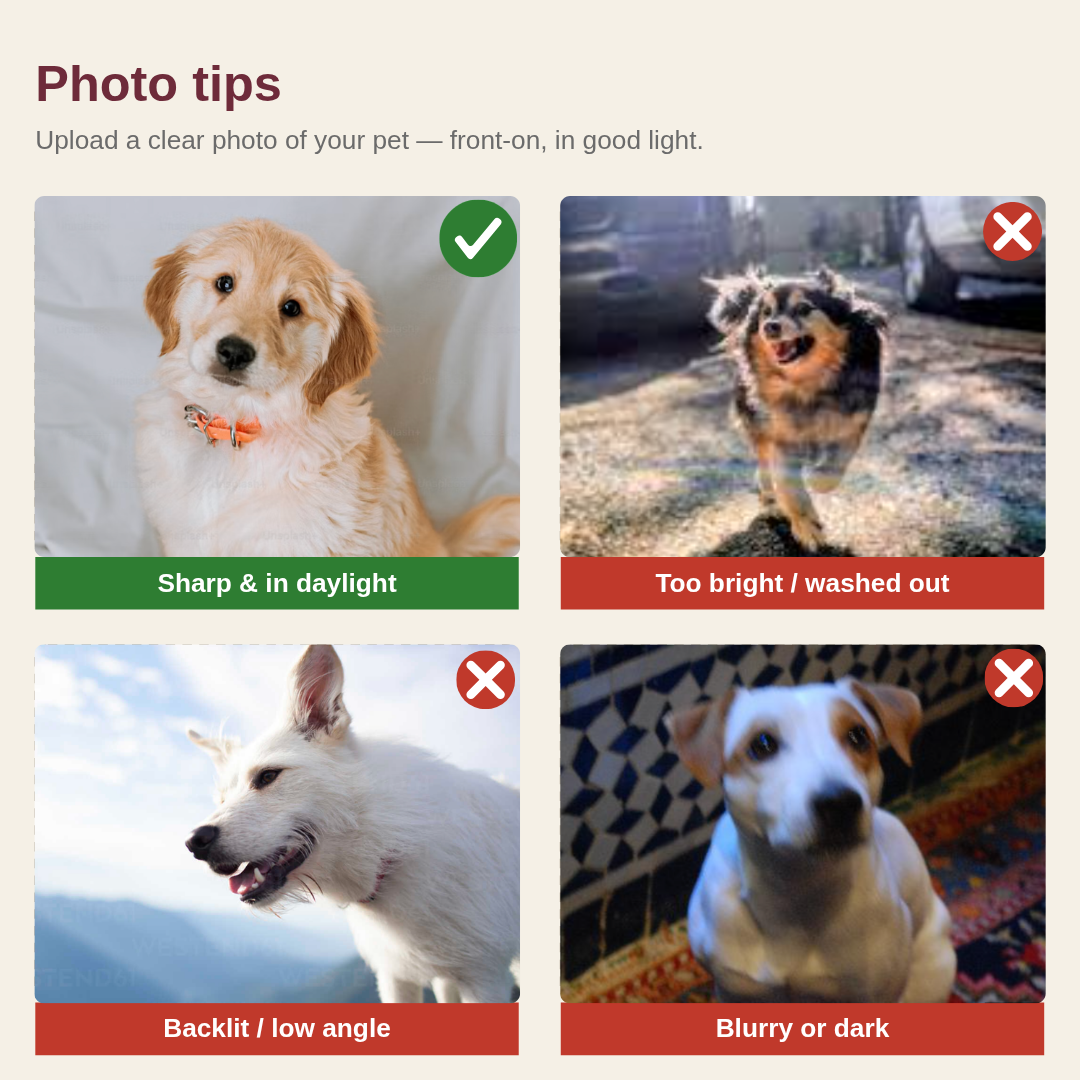 Pet portrait photo tips — a clear, front-on dog photo in daylight versus blurry, dark or backlit photos to avoid