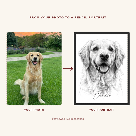 Custom pet portrait before and after — a golden retriever's photo turned into a framed hand-drawn-style pencil portrait