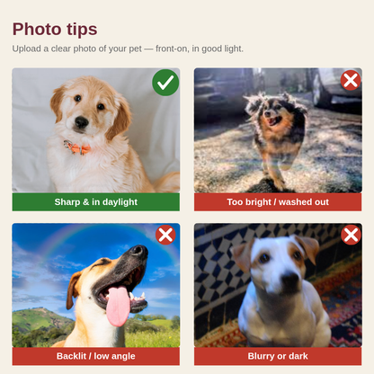 Photo tips for a pet portrait: use a clear, front-on photo in good light; avoid washed-out, backlit or blurry, dark shots